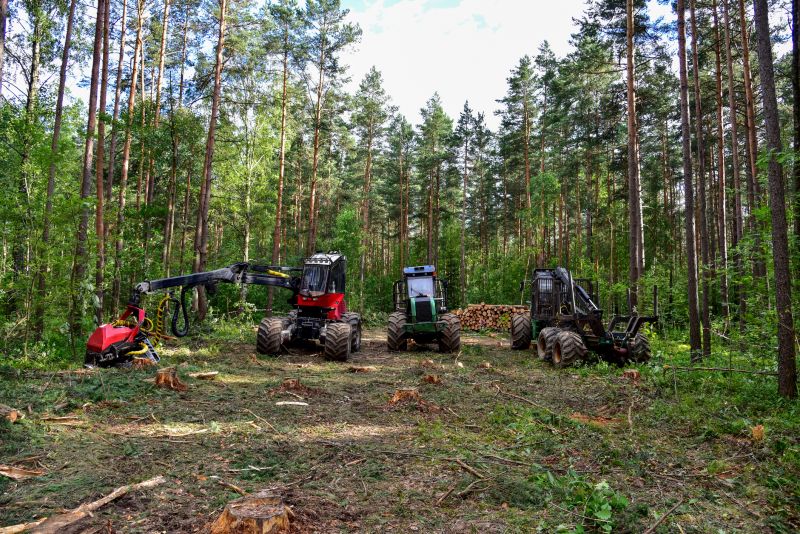 Pine Tree Clearing in Atlanta, GA