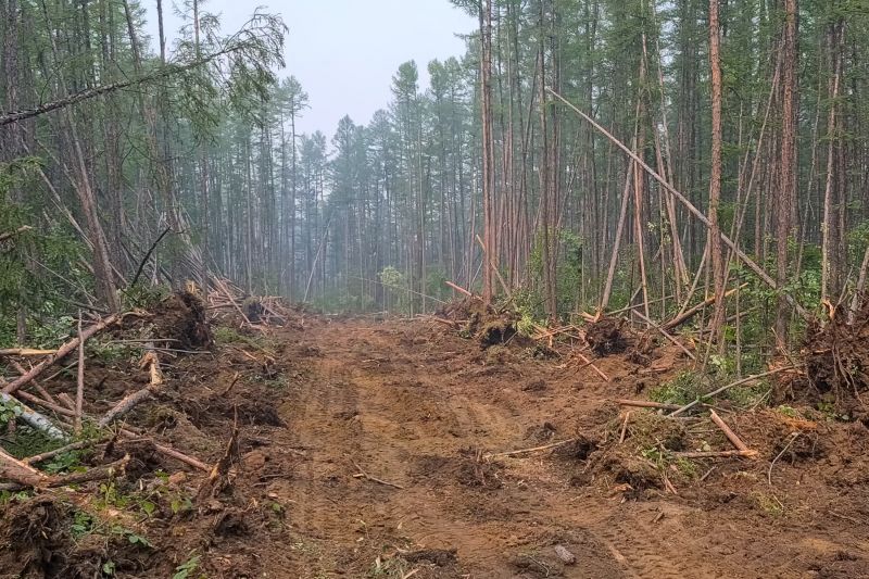 Underbrush Clearing in Houston, TX