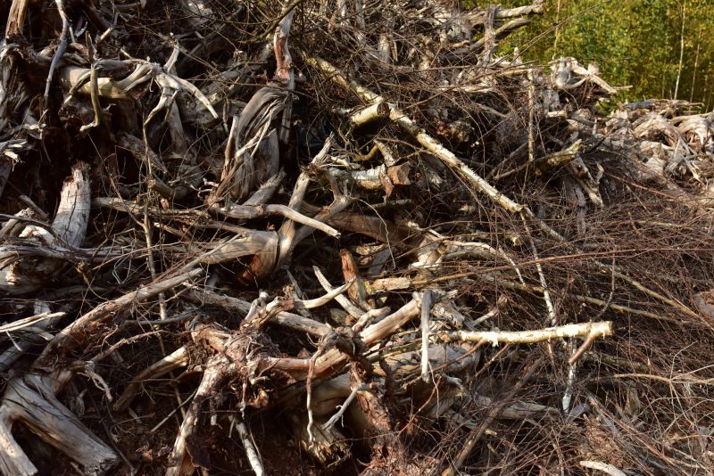 Undergrowth Removal in Marietta, GA